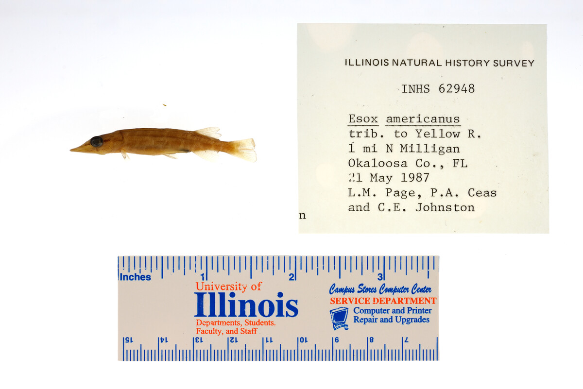 Esox americanus image