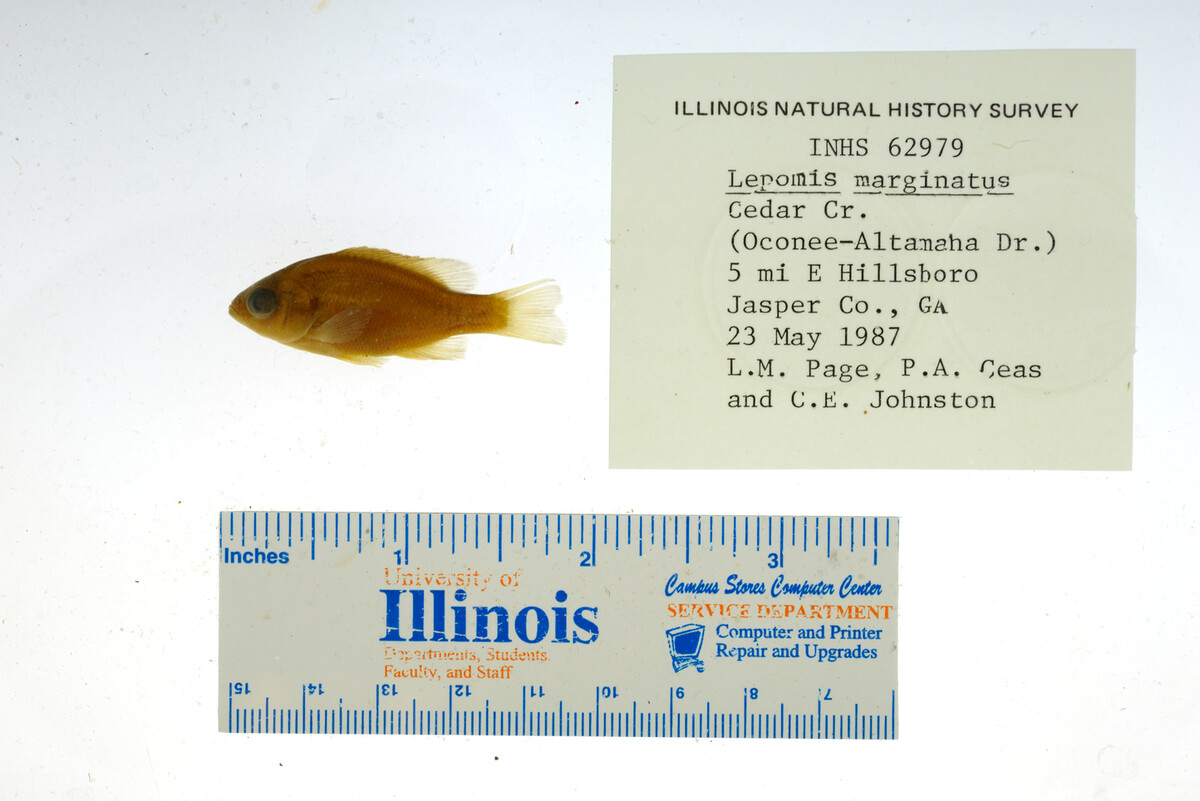 Lepomis marginatus image