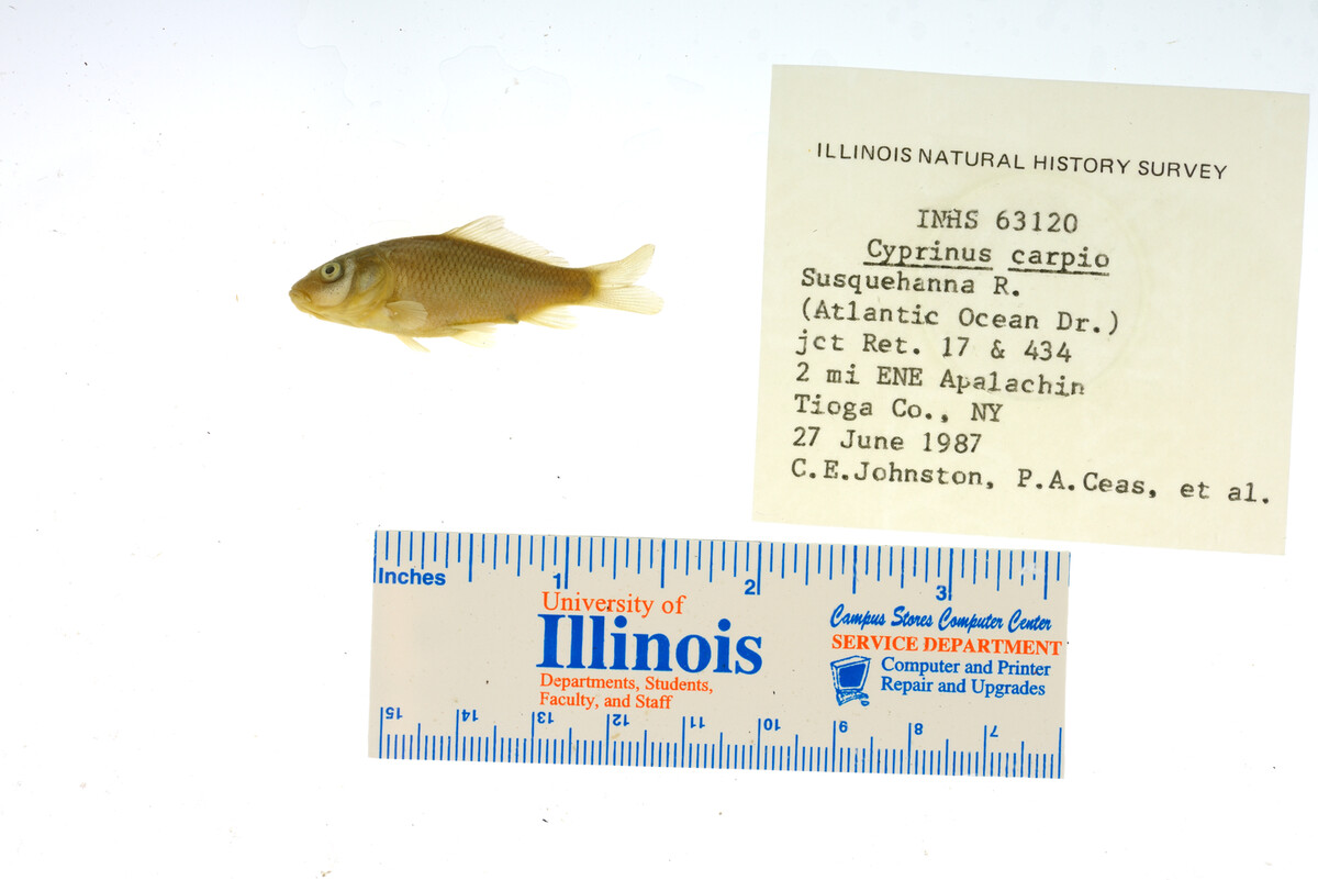 Cyprinus image