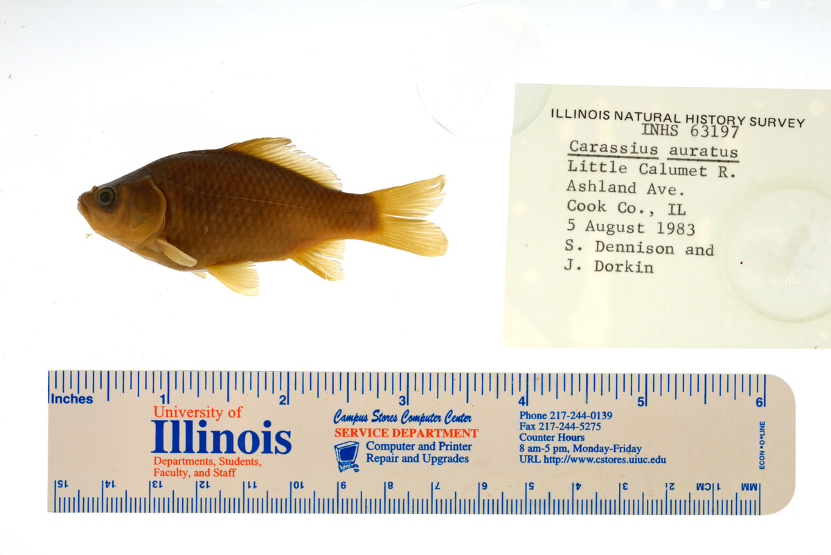 Carassius auratus image