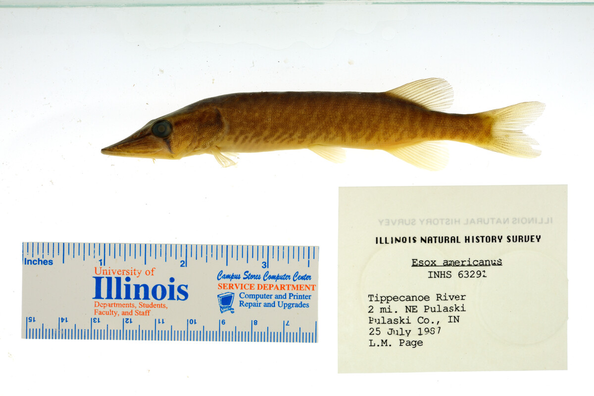 Esox americanus image