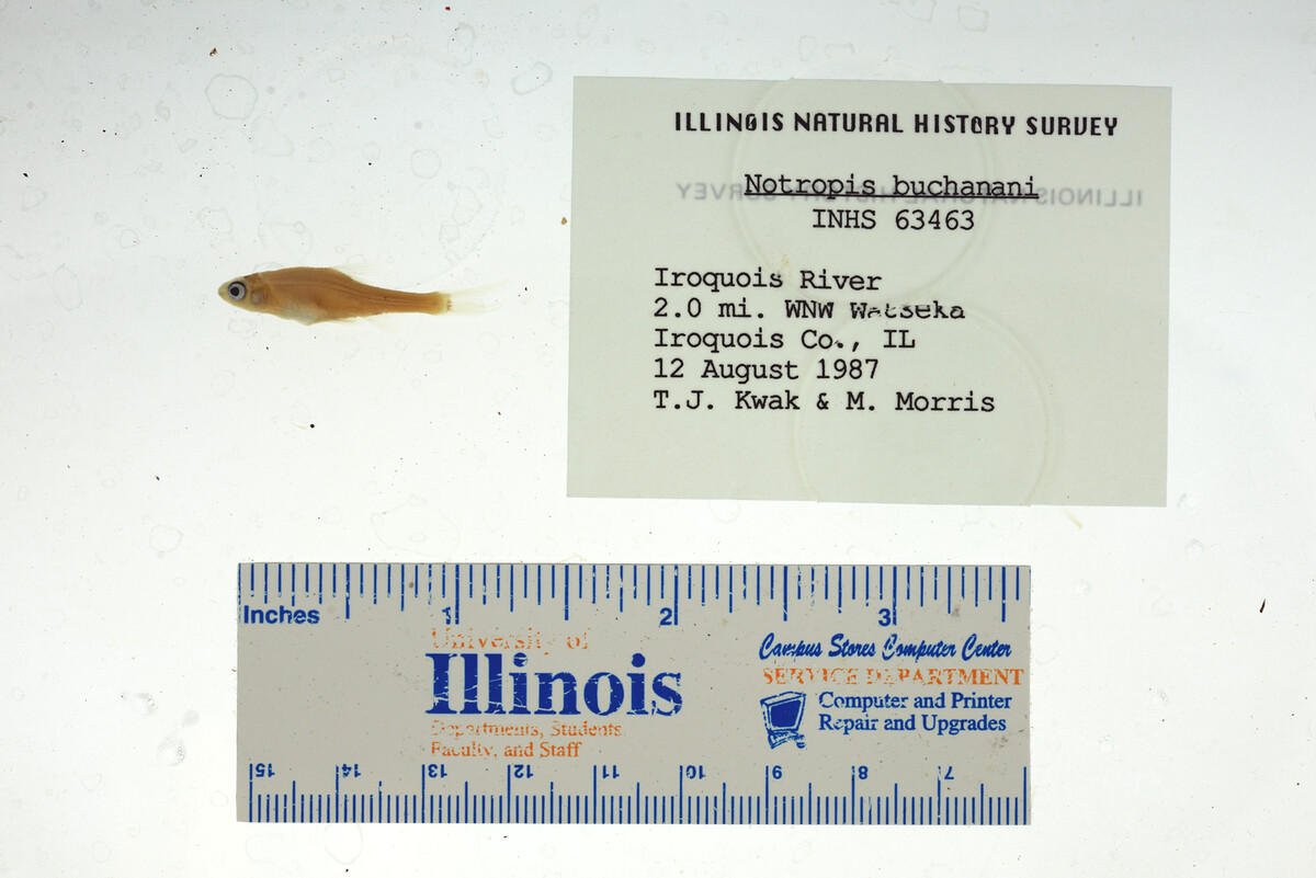 Notropis buchanani image