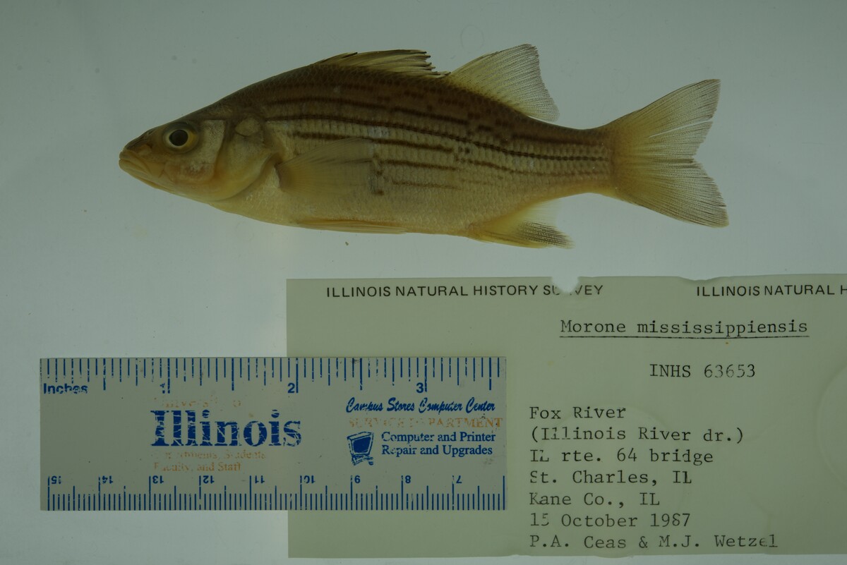 Morone mississippiensis image