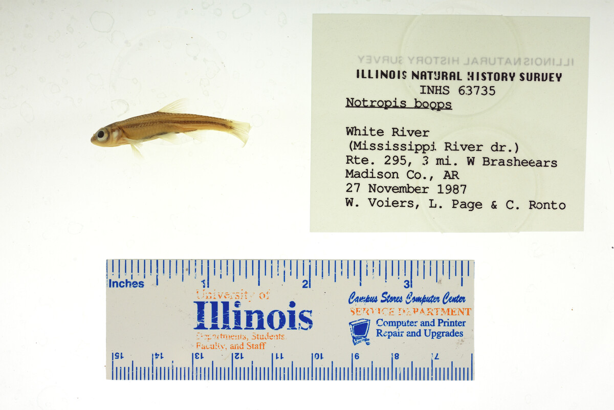 Notropis boops image