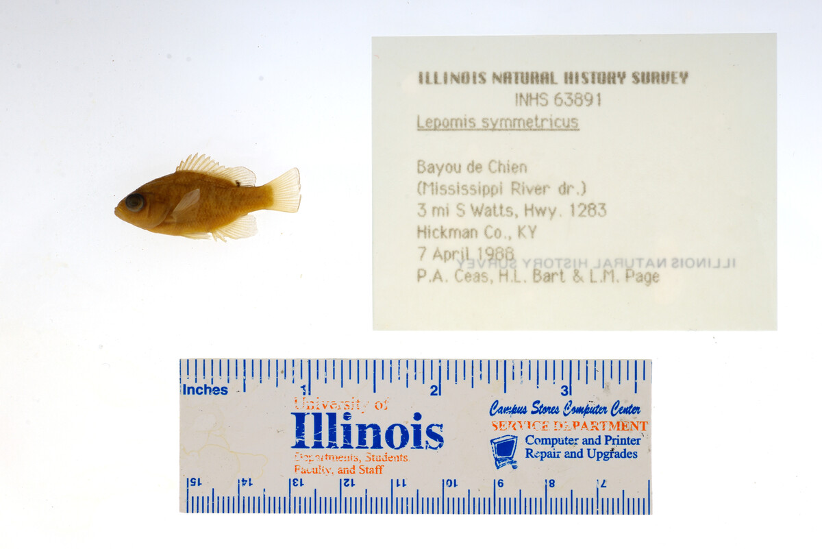 Lepomis symmetricus image