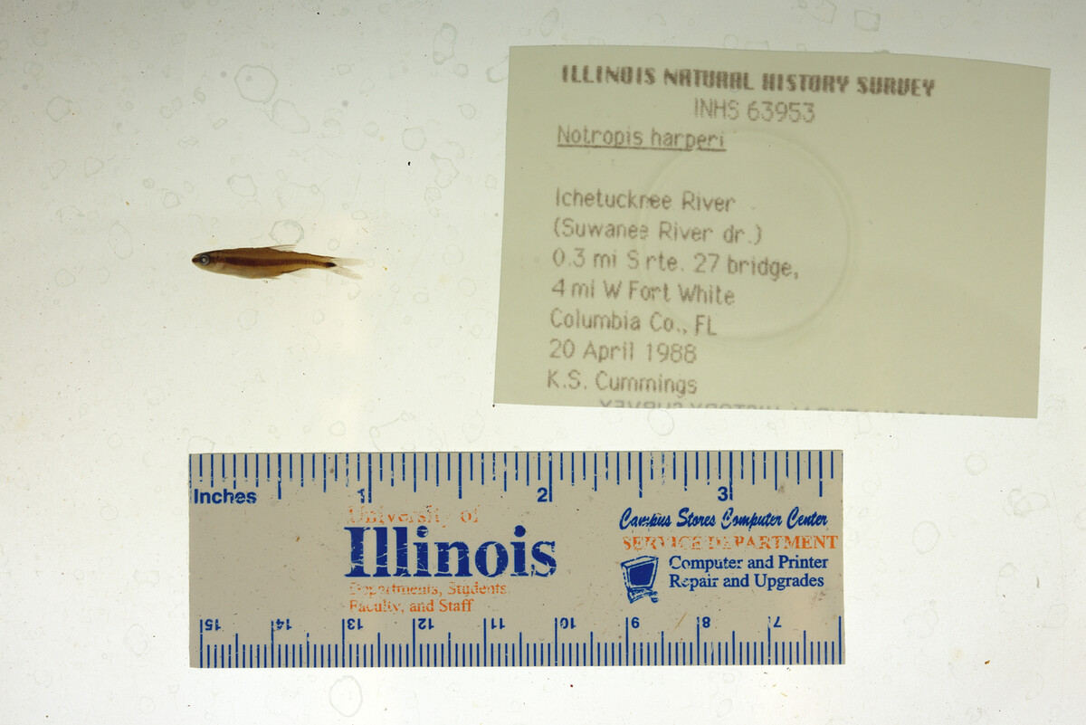 Notropis harperi image