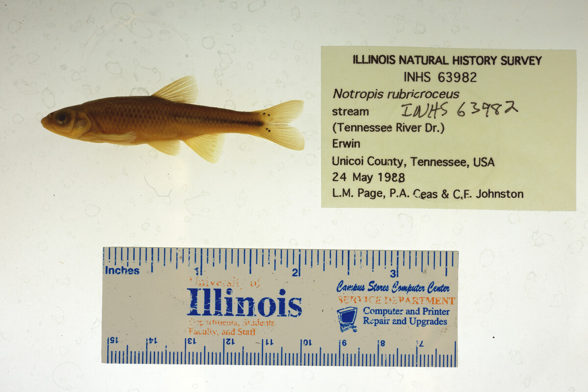 Notropis rubricroceus image