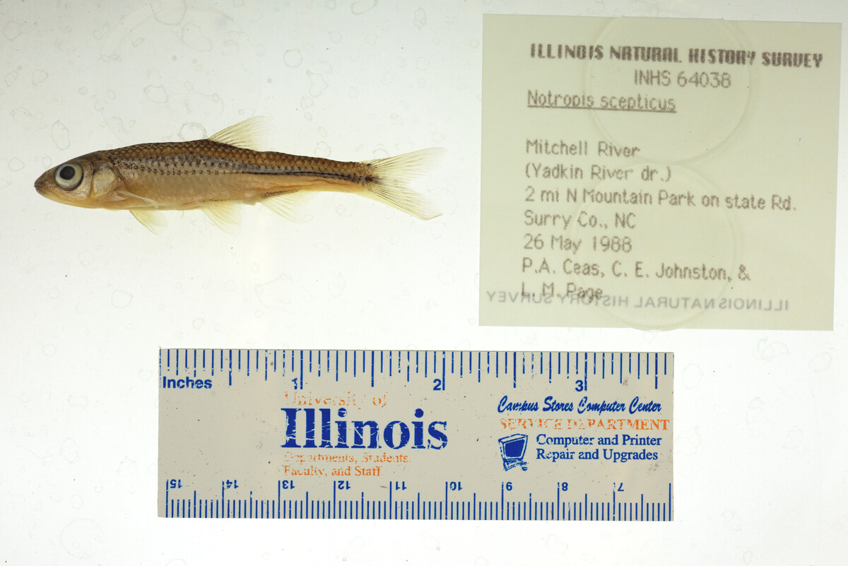 Notropis scepticus image