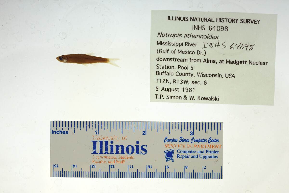 Notropis atherinoides image