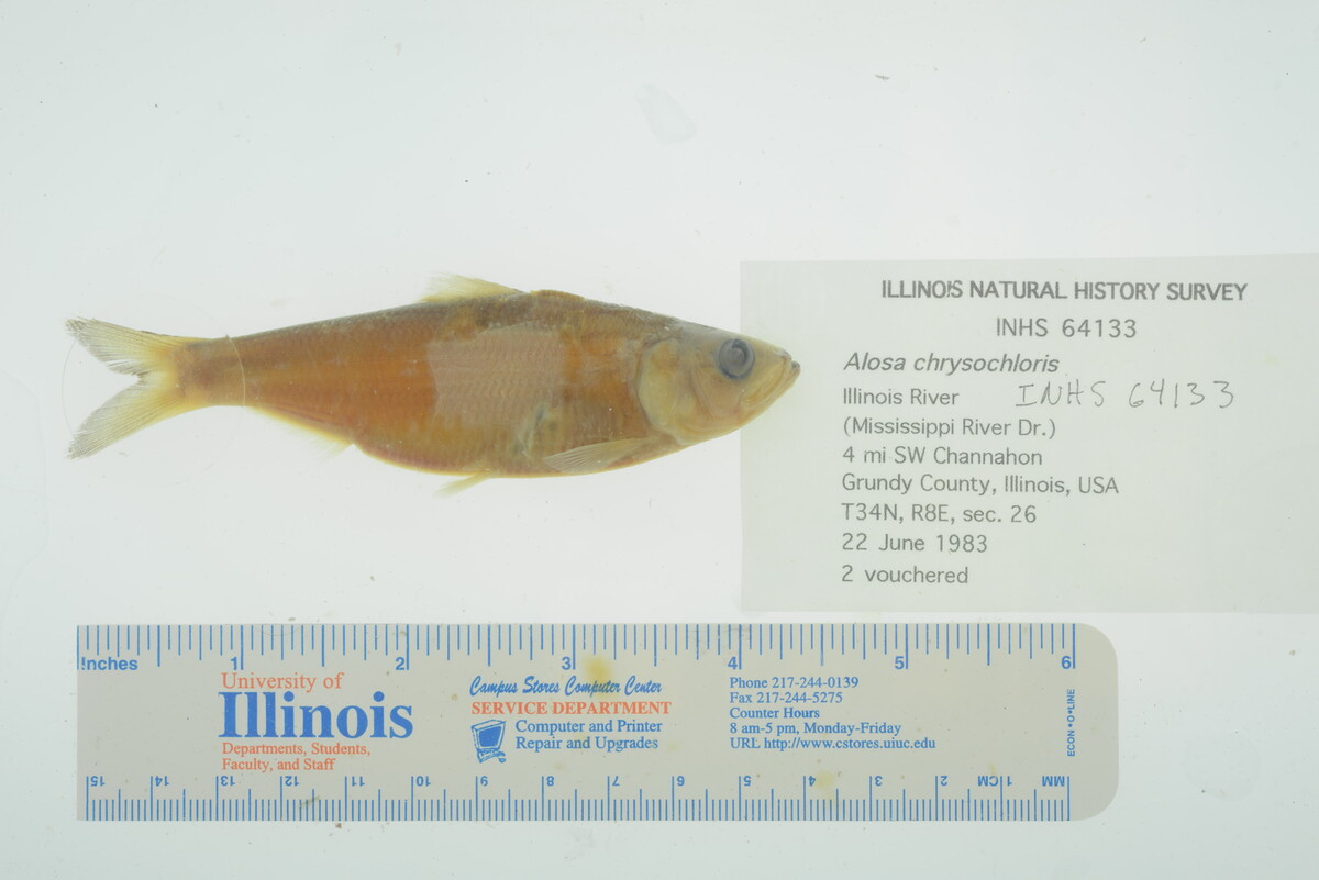 Alosa image
