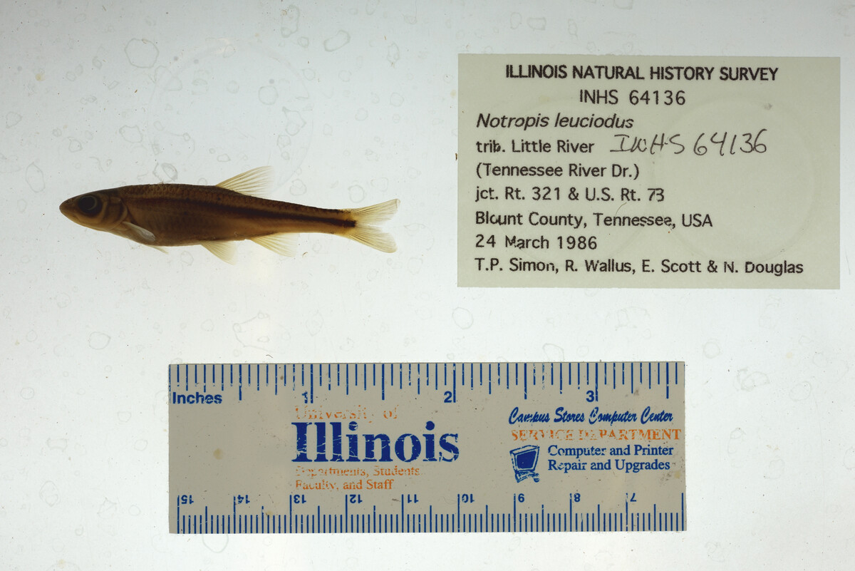 Notropis leuciodus image