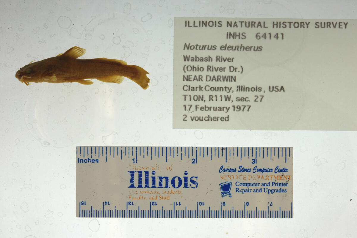 Noturus eleutherus image