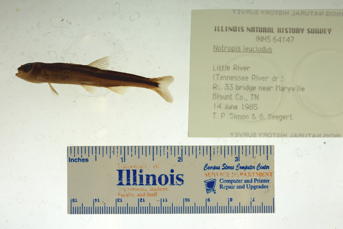 Notropis leuciodus image