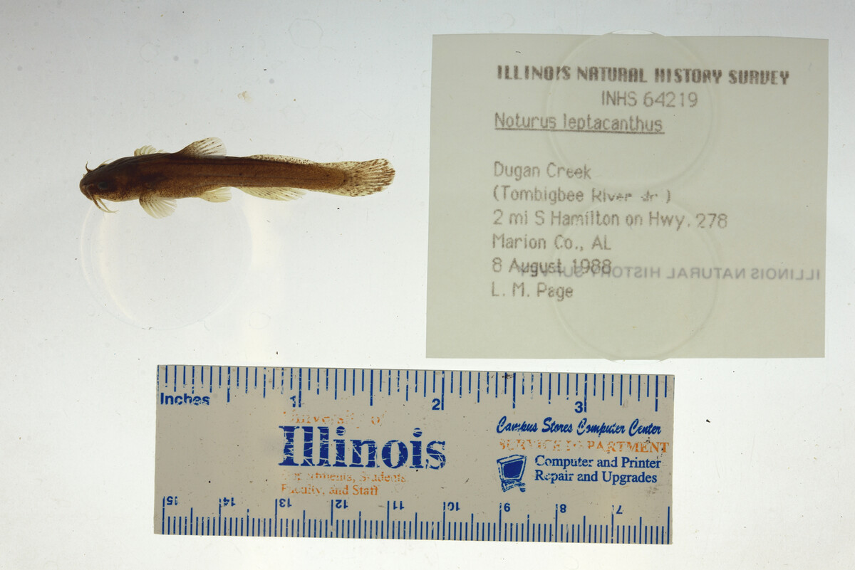 Noturus leptacanthus image