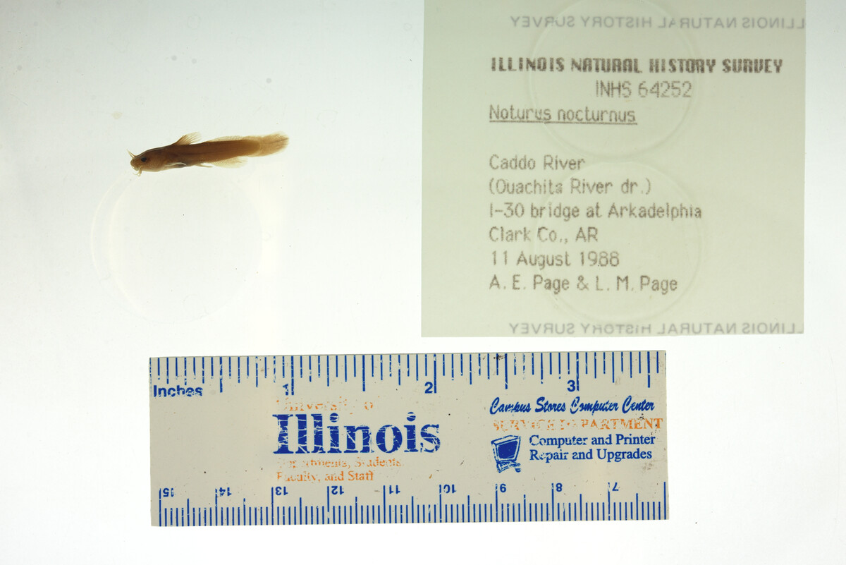 Noturus nocturnus image
