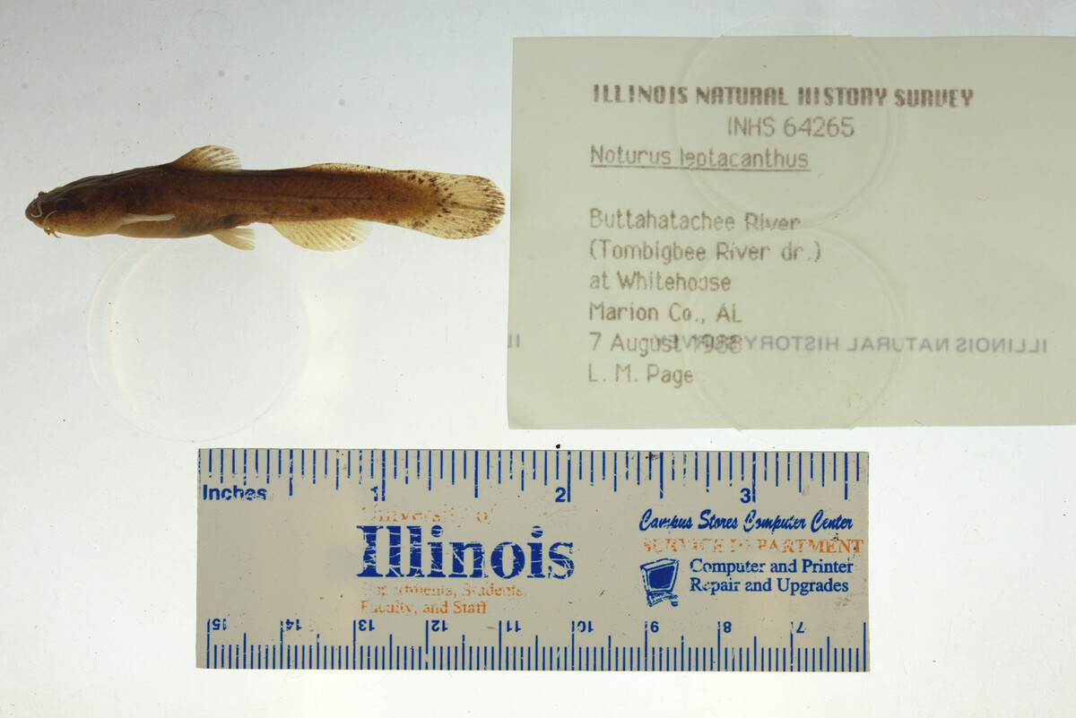 Noturus leptacanthus image