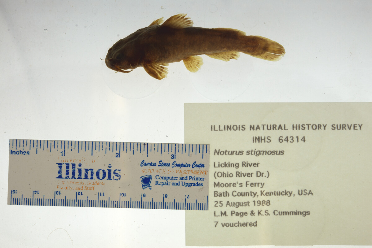 Noturus stigmosus image