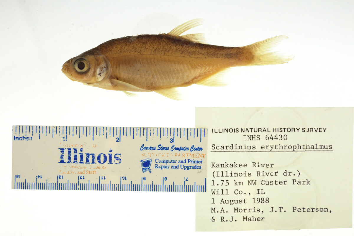 Scardinius erythrophthalmus image