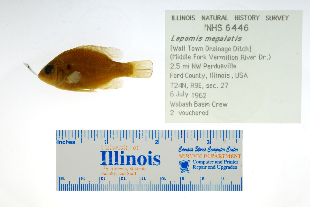 Lepomis megalotis image