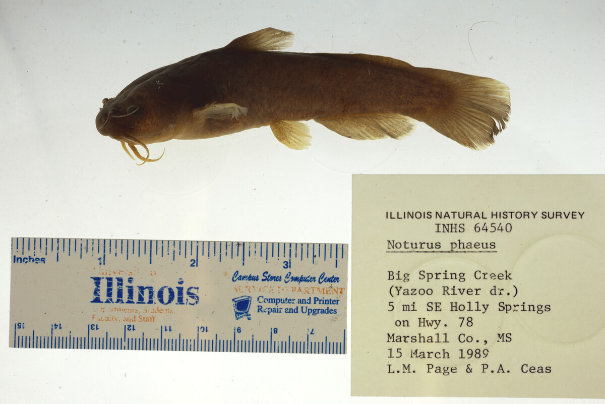 Noturus phaeus image