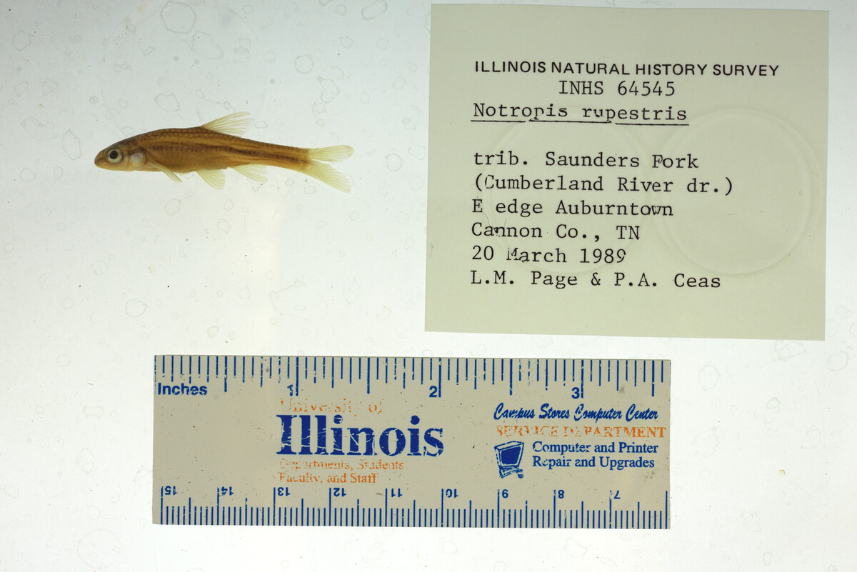 Notropis rupestris image