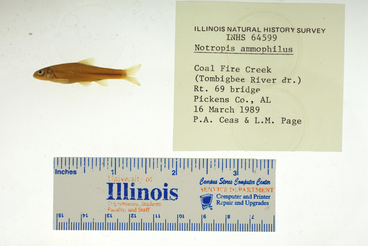 Notropis ammophilus image