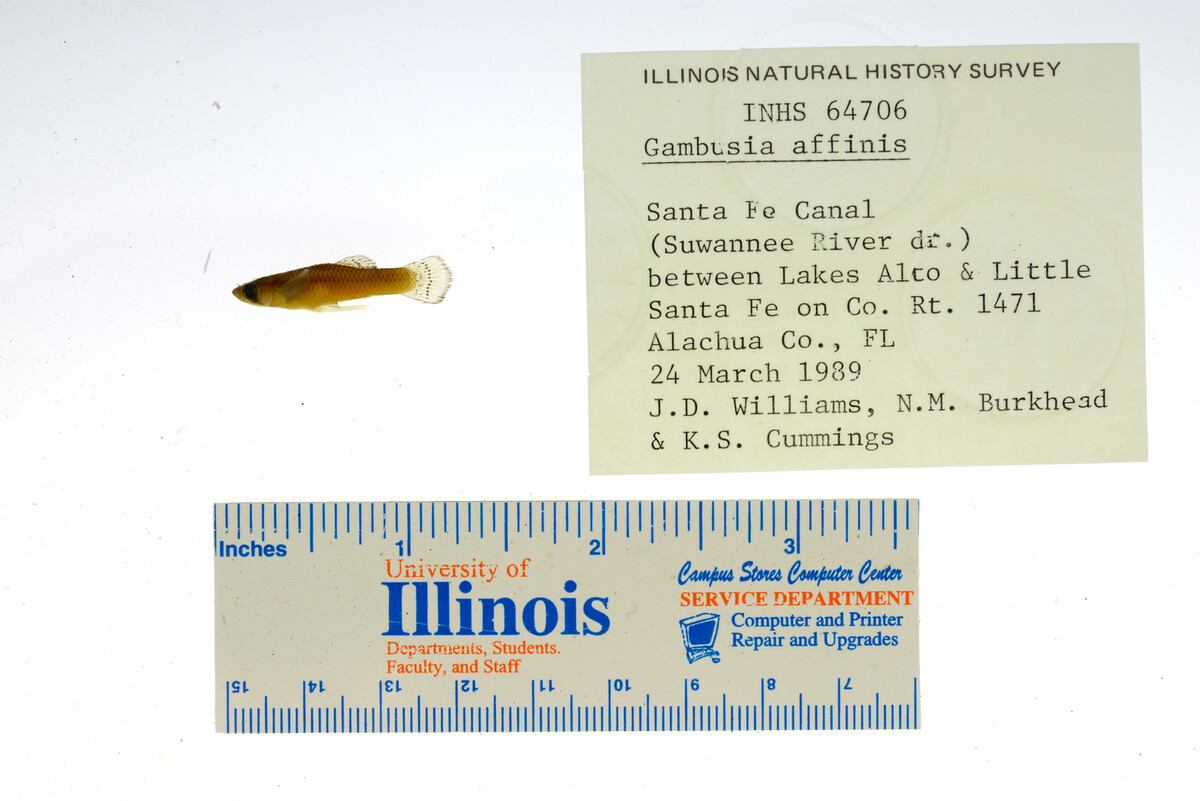 Gambusia affinis image