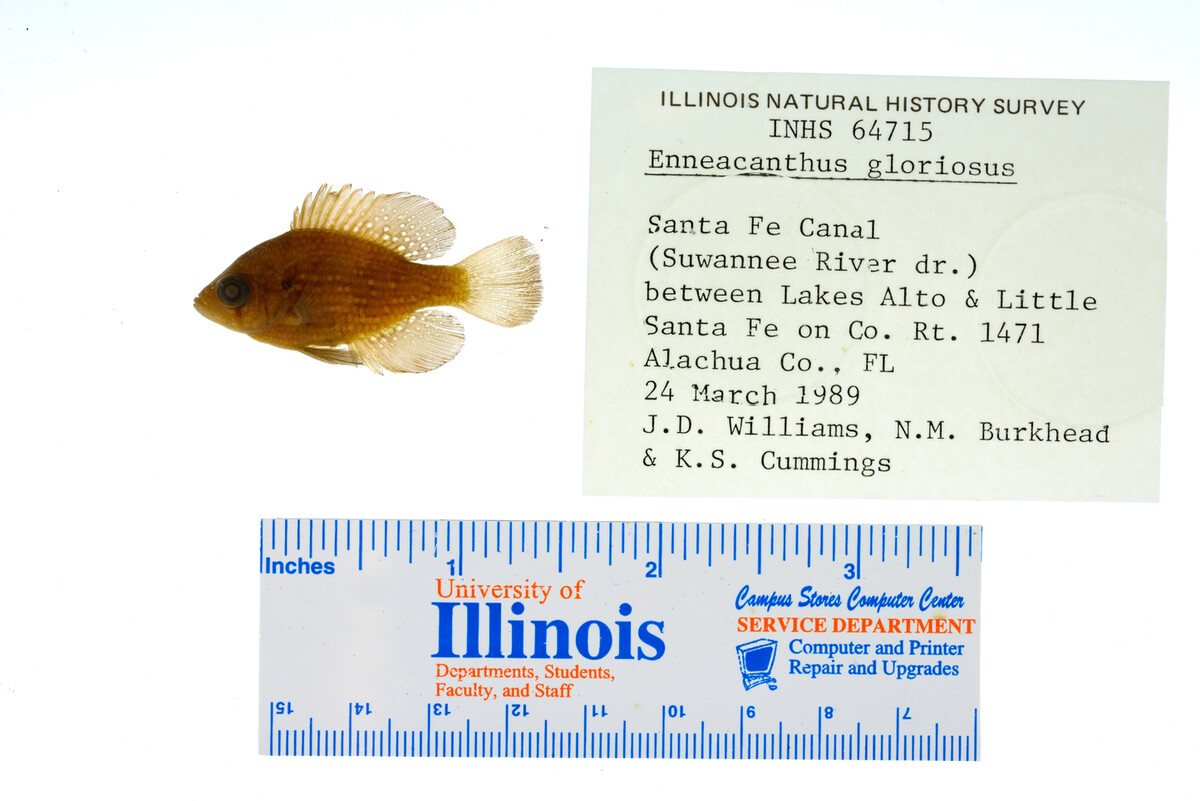 Enneacanthus gloriosus image