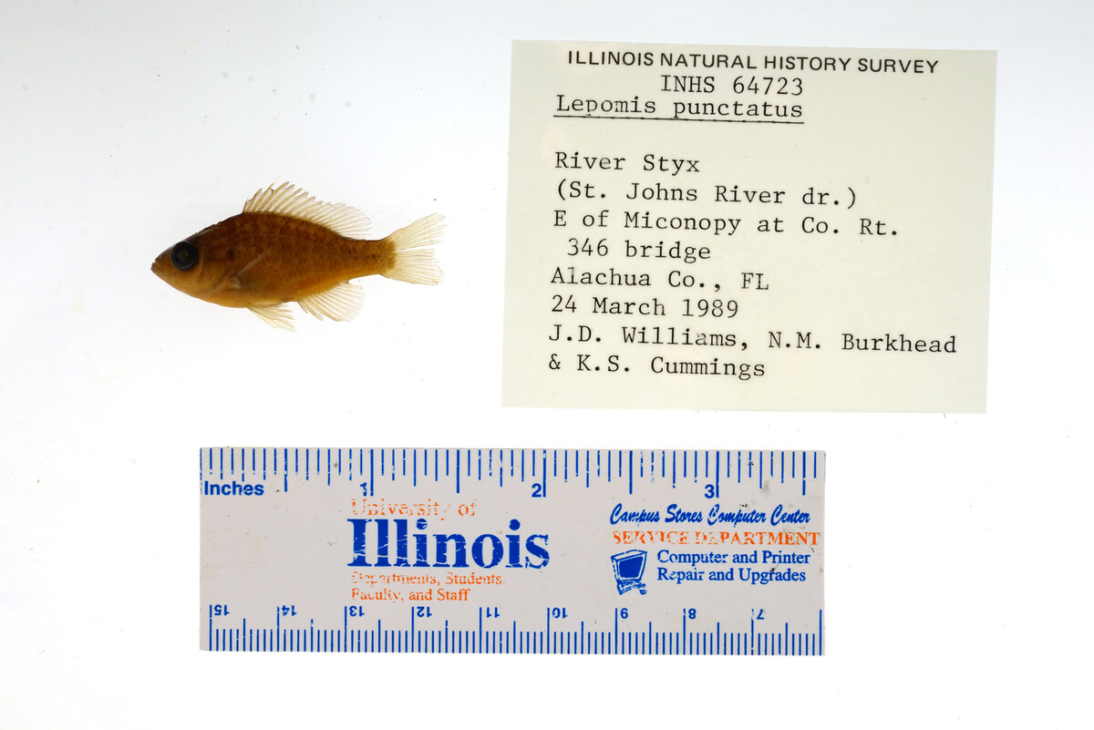 Lepomis punctatus image