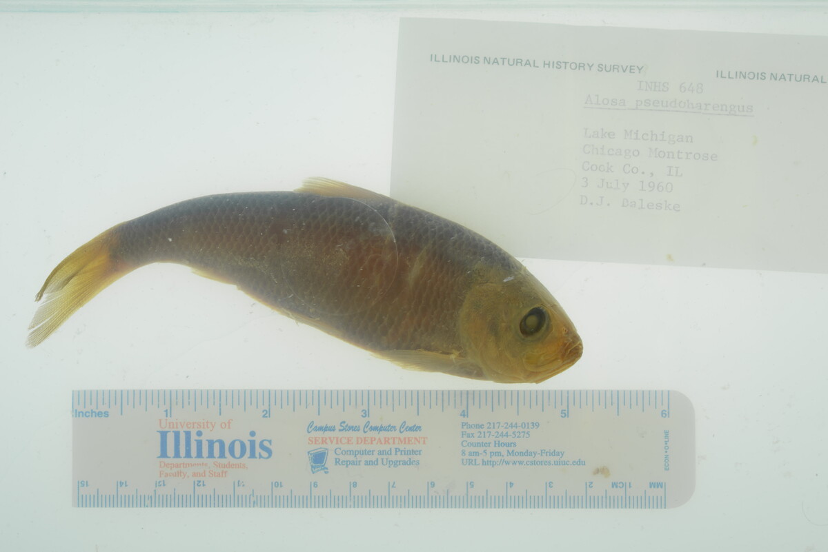 Alosa pseudoharengus image