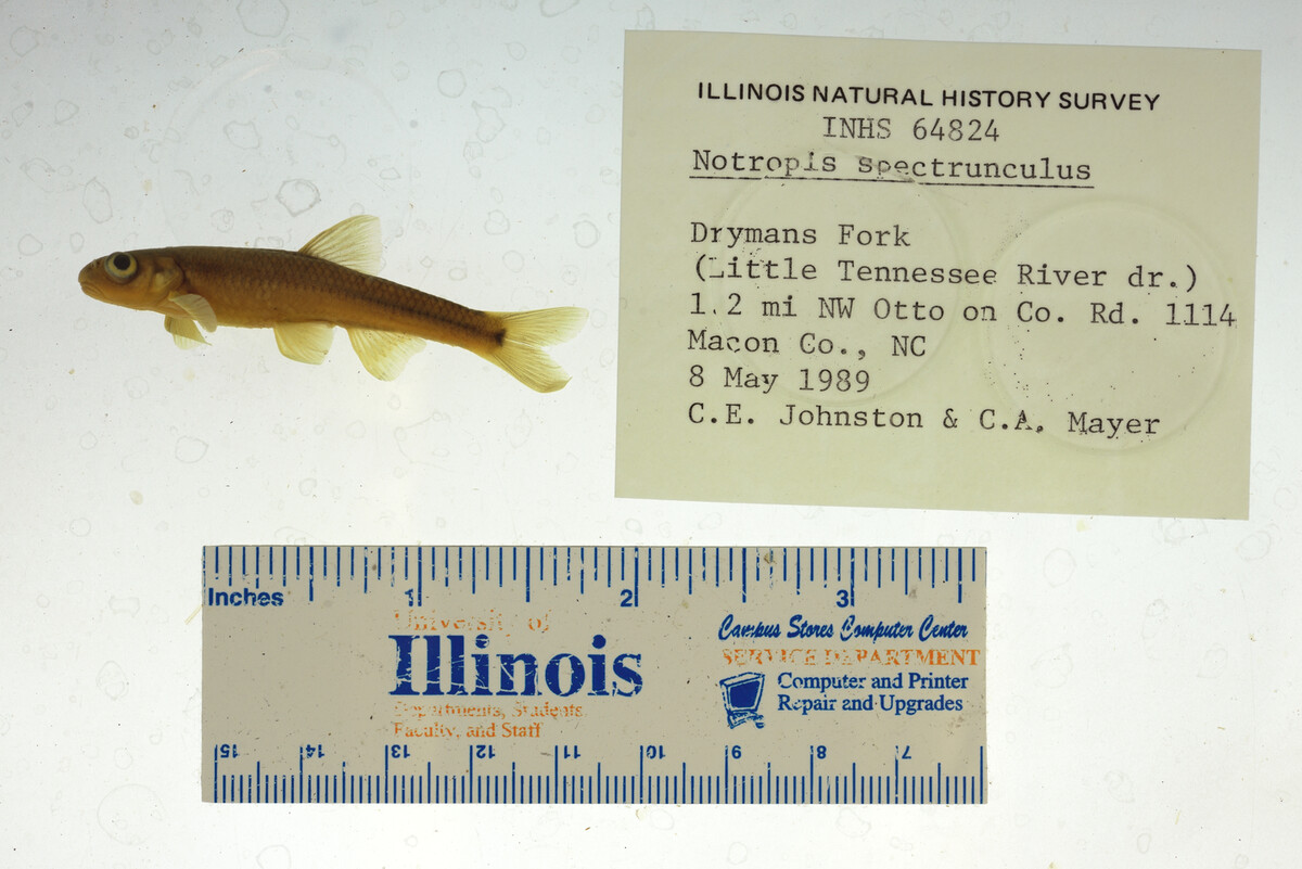 Notropis spectrunculus image