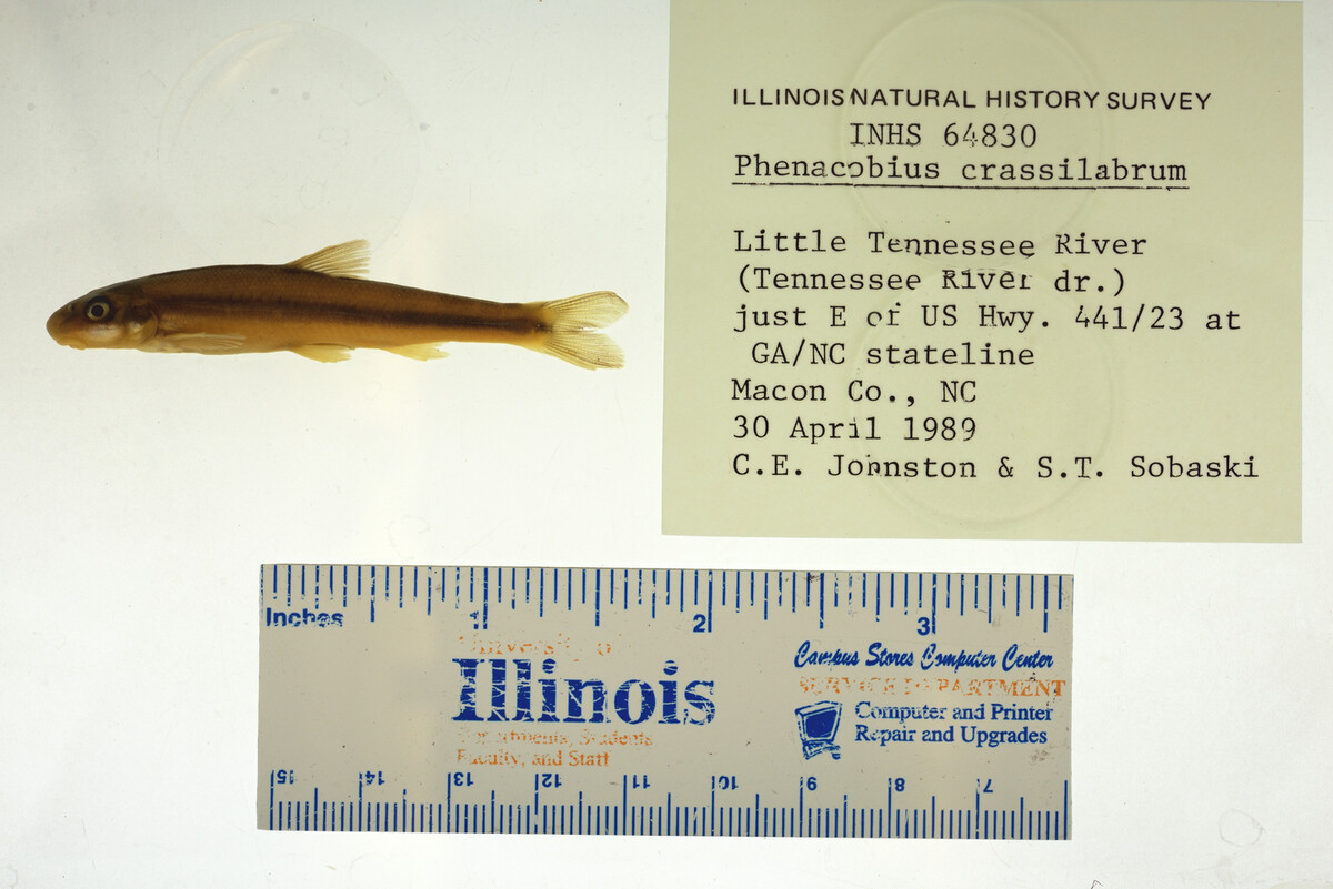 Phenacobius crassilabrum image