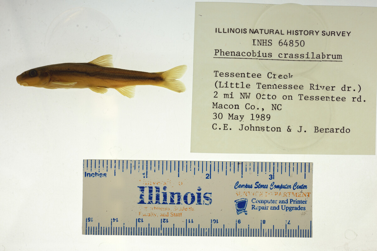 Phenacobius crassilabrum image