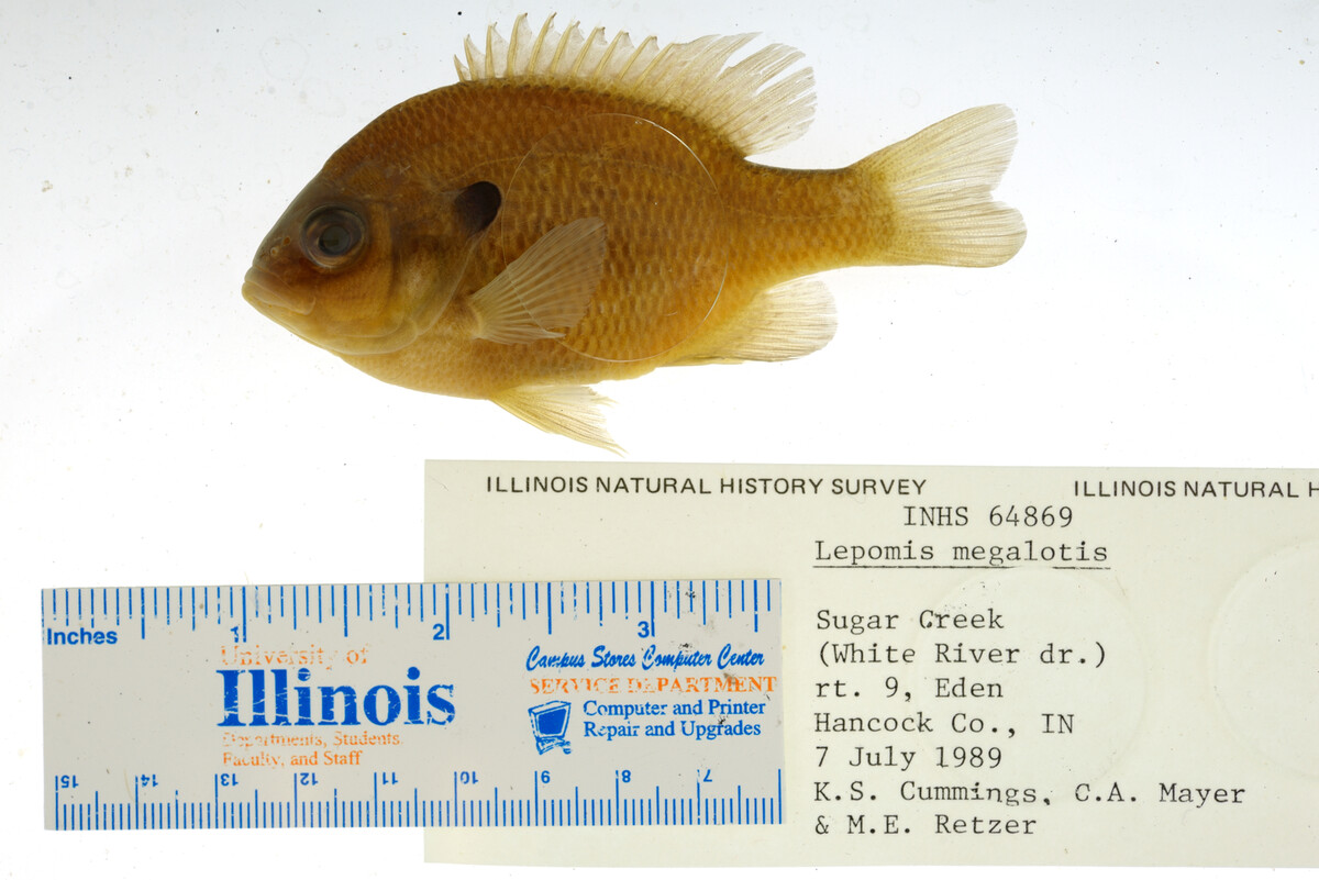 Lepomis megalotis image