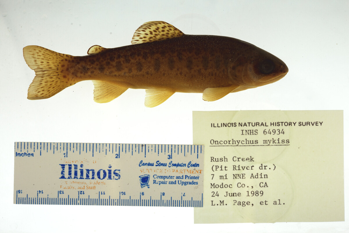 Oncorhynchus mykiss image