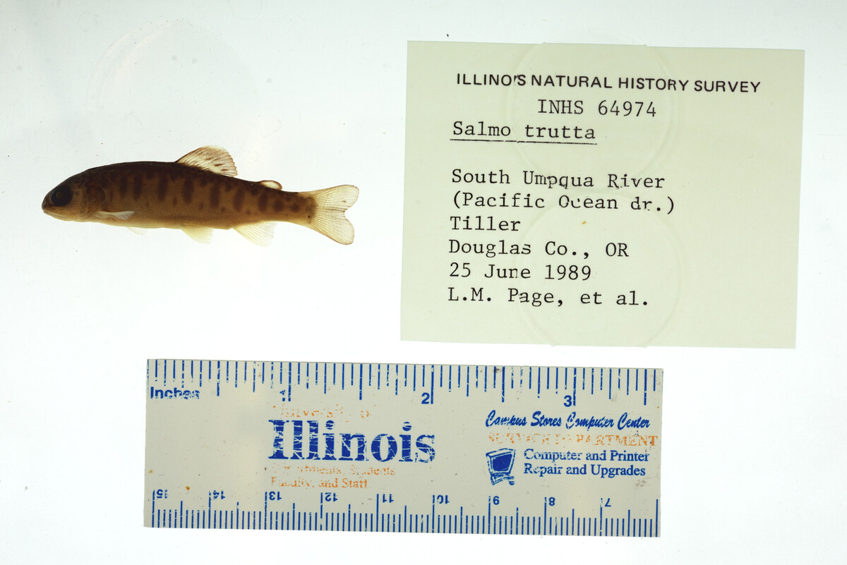 Salmo trutta image