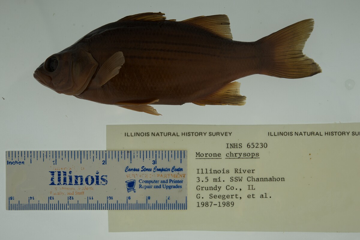 Morone chrysops image