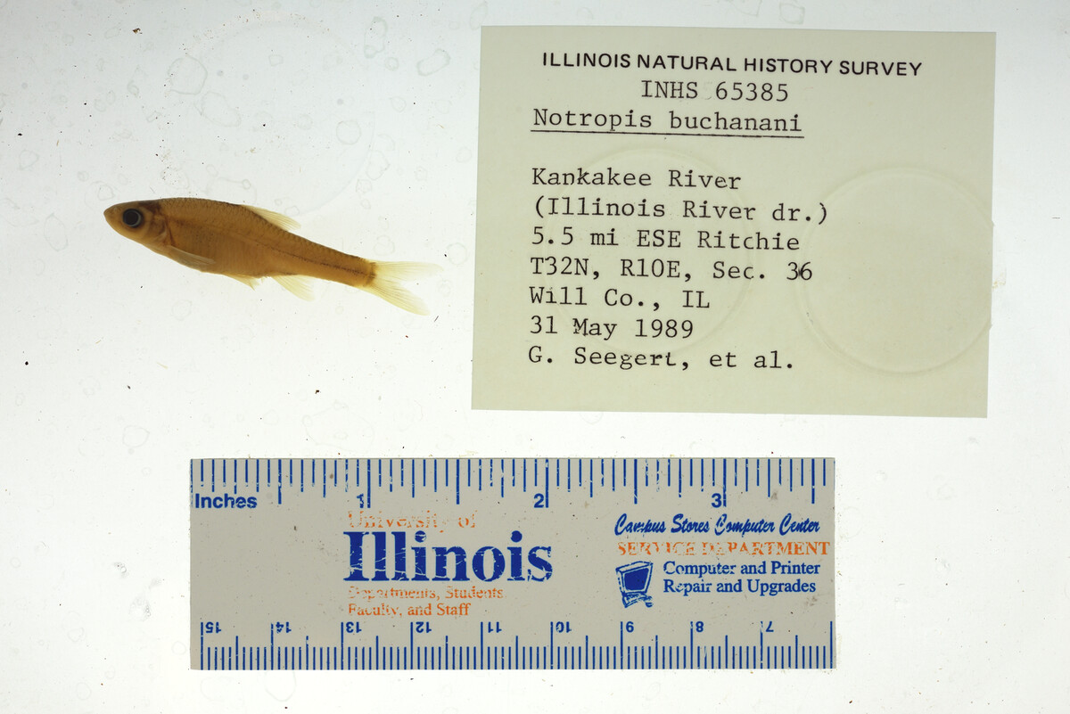 Notropis buchanani image