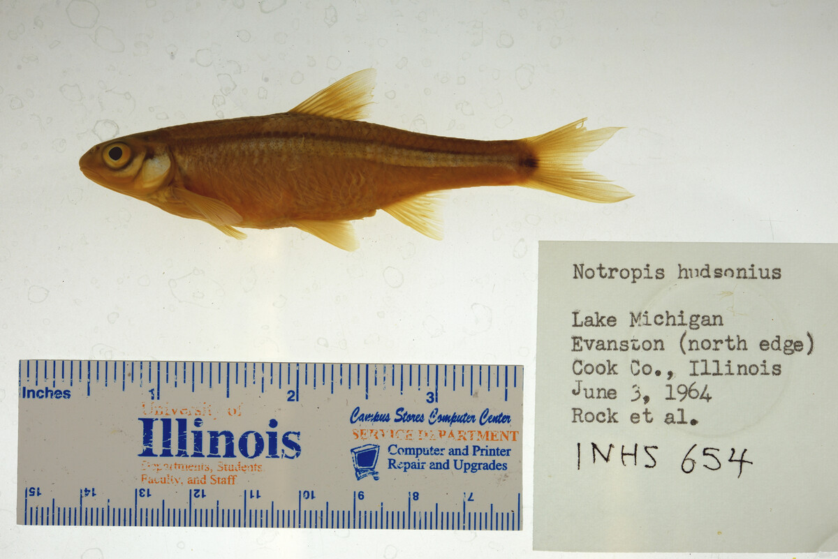 Notropis hudsonius image