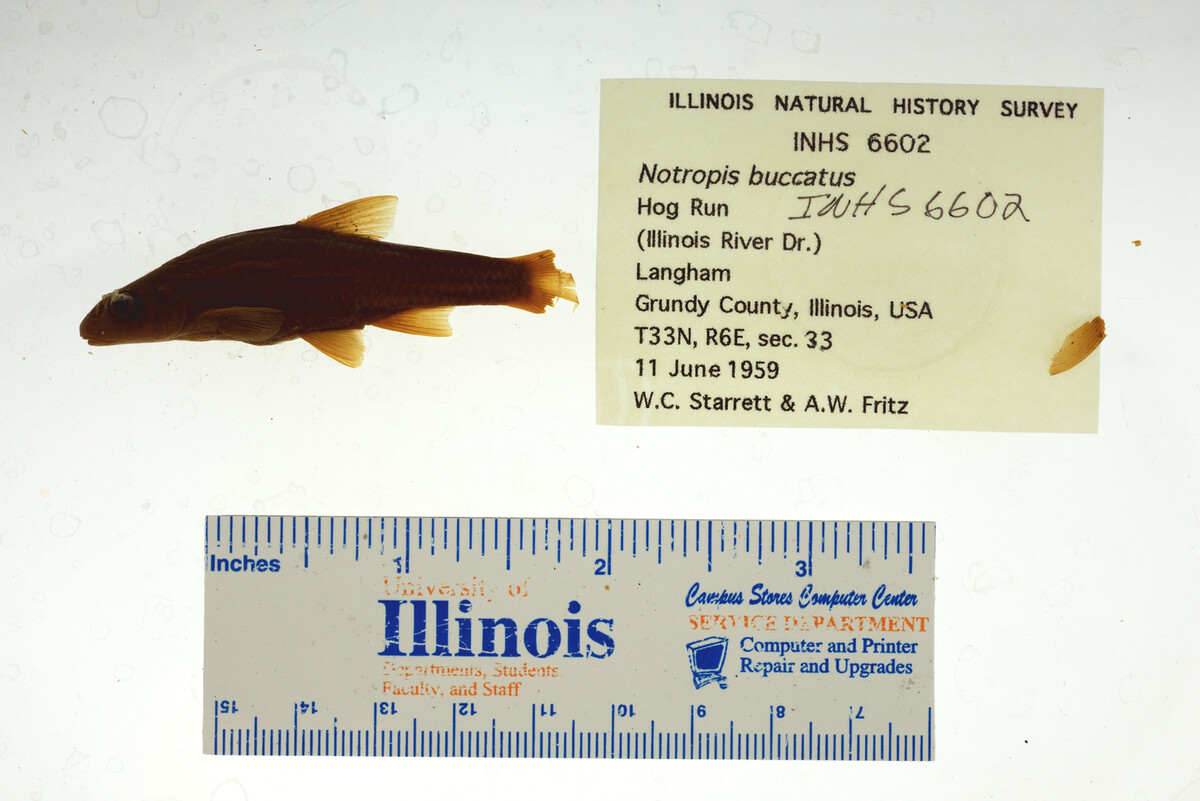 Notropis buccatus image