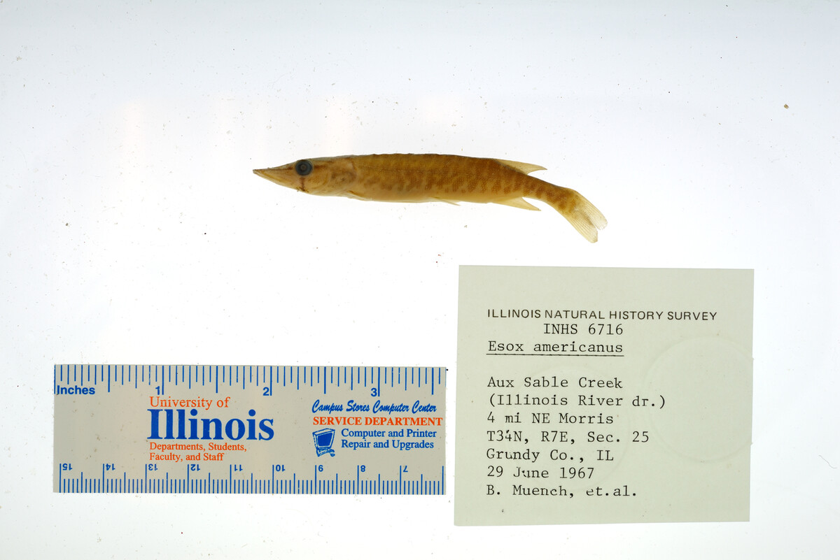 Esocidae image