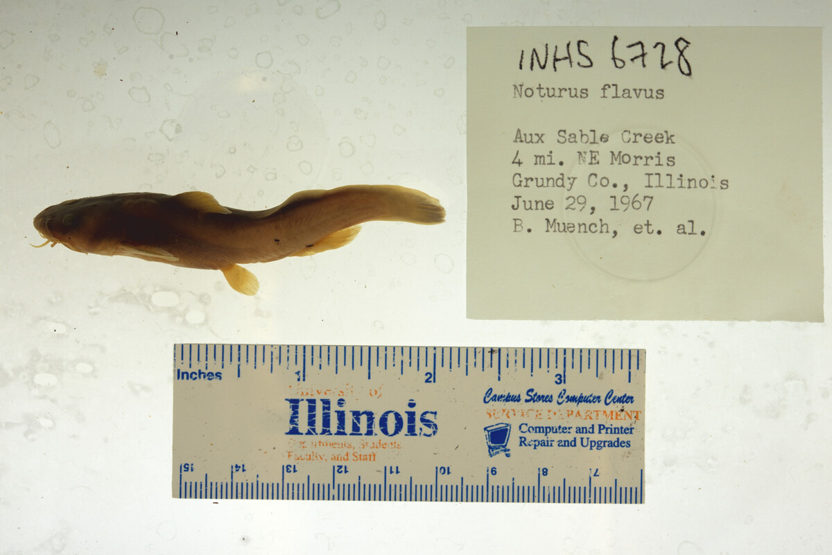 Noturus flavus image