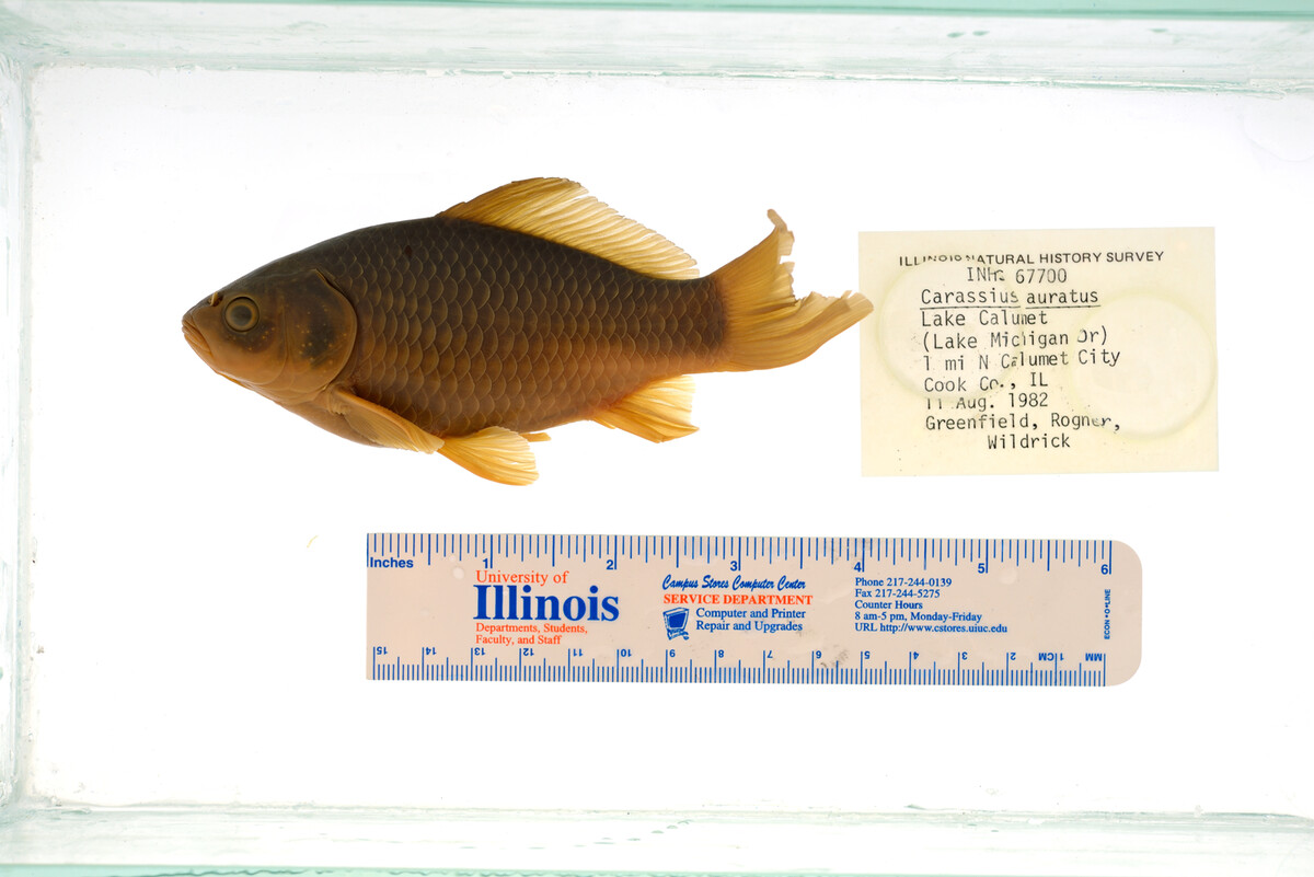 Carassius auratus image