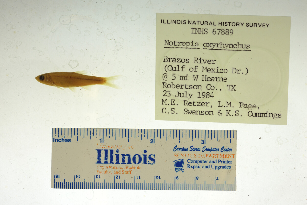 Notropis oxyrhynchus image