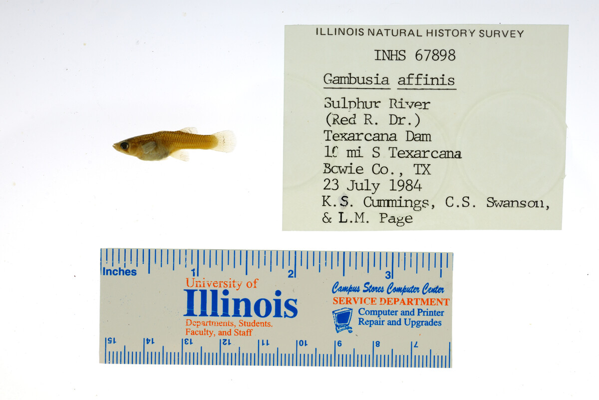 Gambusia affinis image
