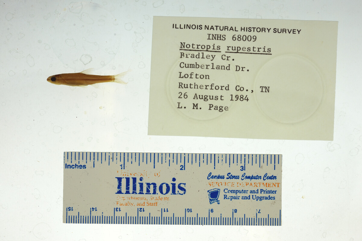 Notropis rupestris image