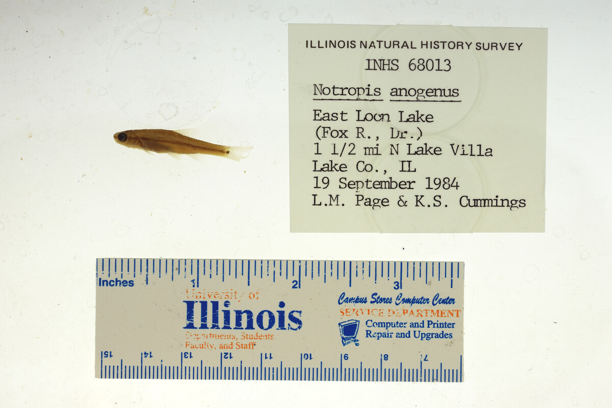 Notropis anogenus image