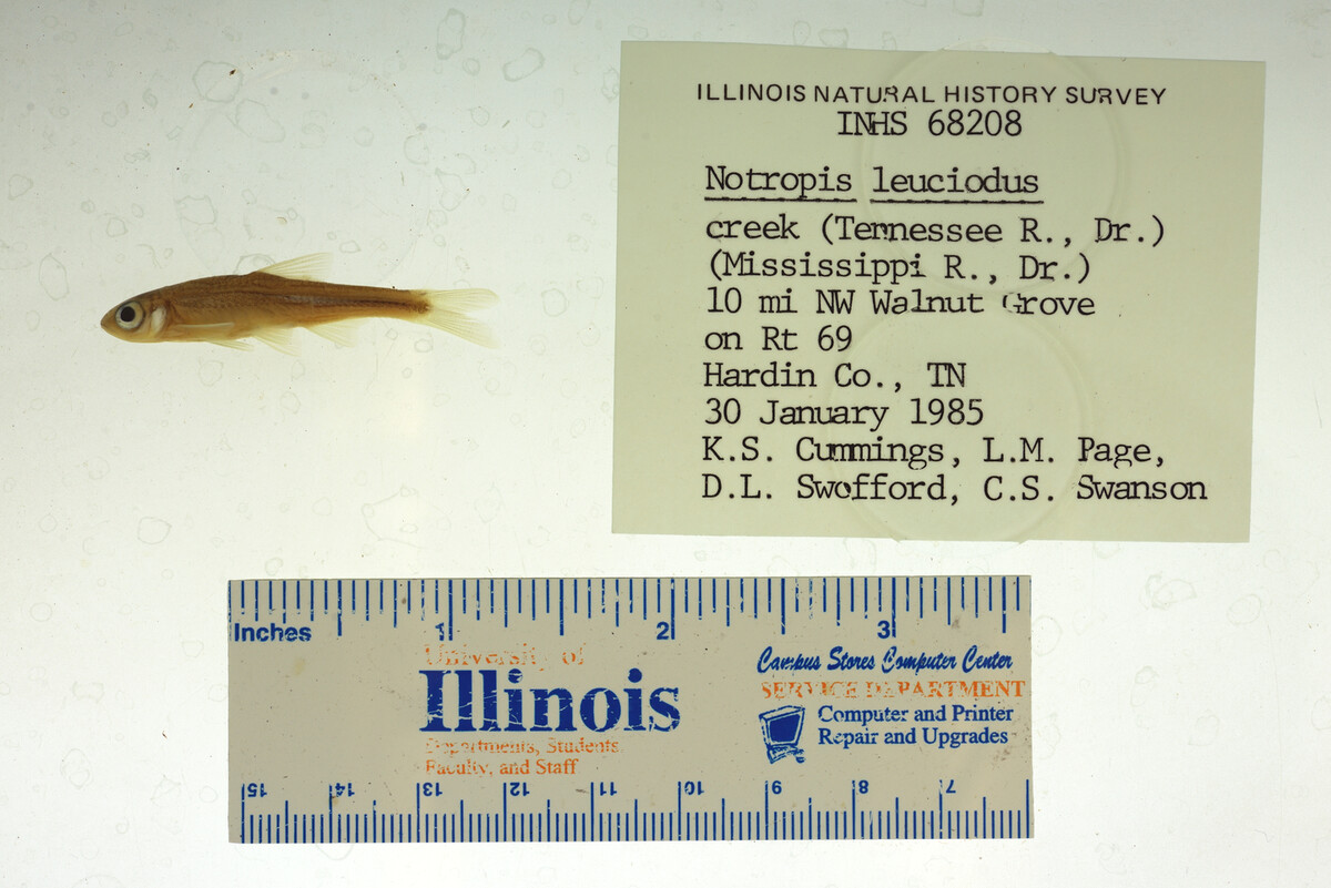 Notropis leuciodus image