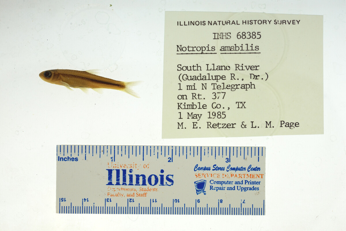 Notropis amabilis image