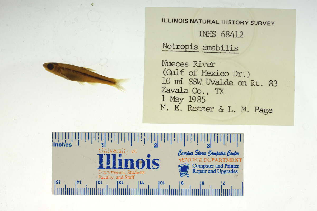 Notropis amabilis image